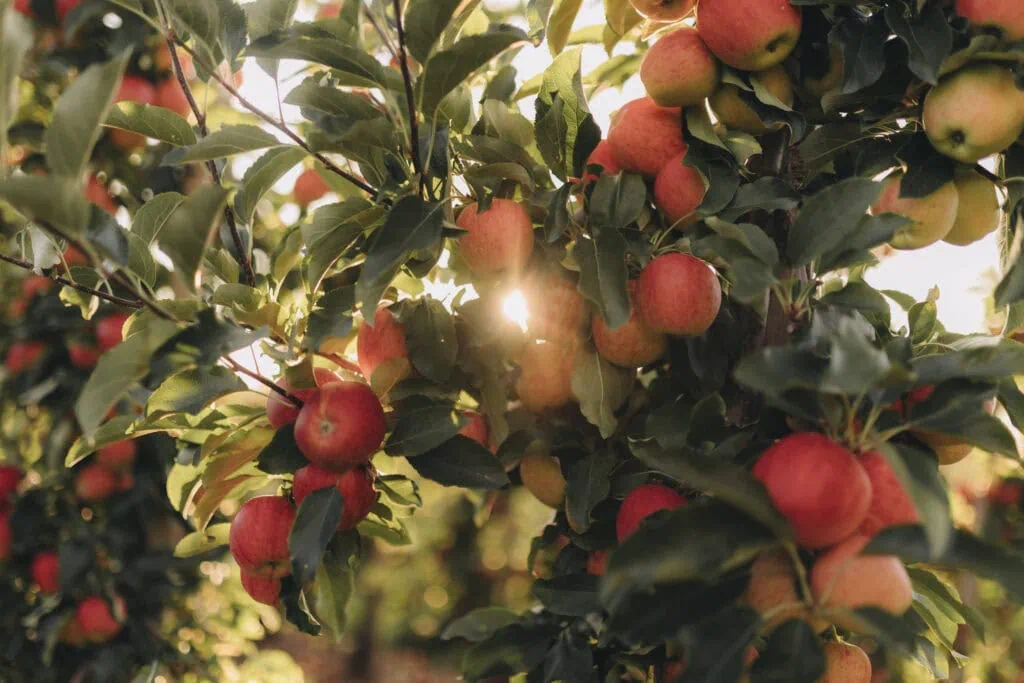 familien fotoshooting in der nähe, familien fotoshooting köln, familienfotograf bonn, familienfotografie bonn, familienfotografie köln, familienfotos bonn, familienfotos köln, fotograf bad Godesberg, fotografie bonn, fotografin bonn, fotoshooting bonn